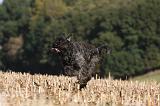 BOUVIER DES FLANDRES 245